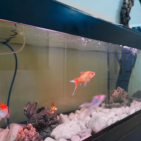 Сasa de vacaciones Antoni's House *